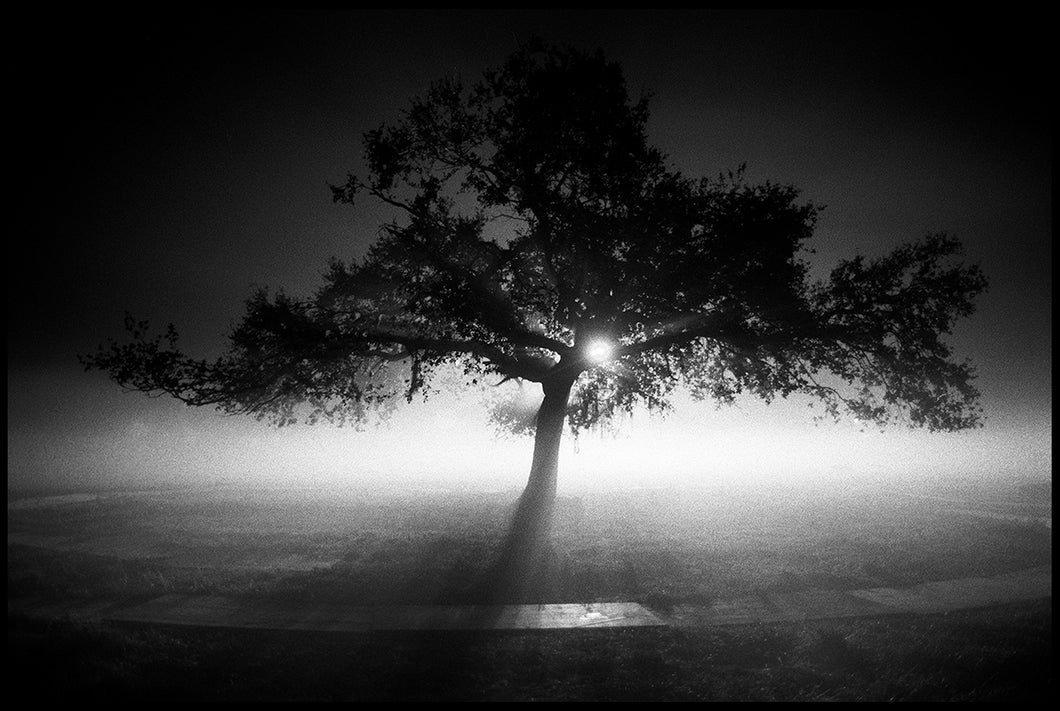 Foggy Tree (2000)