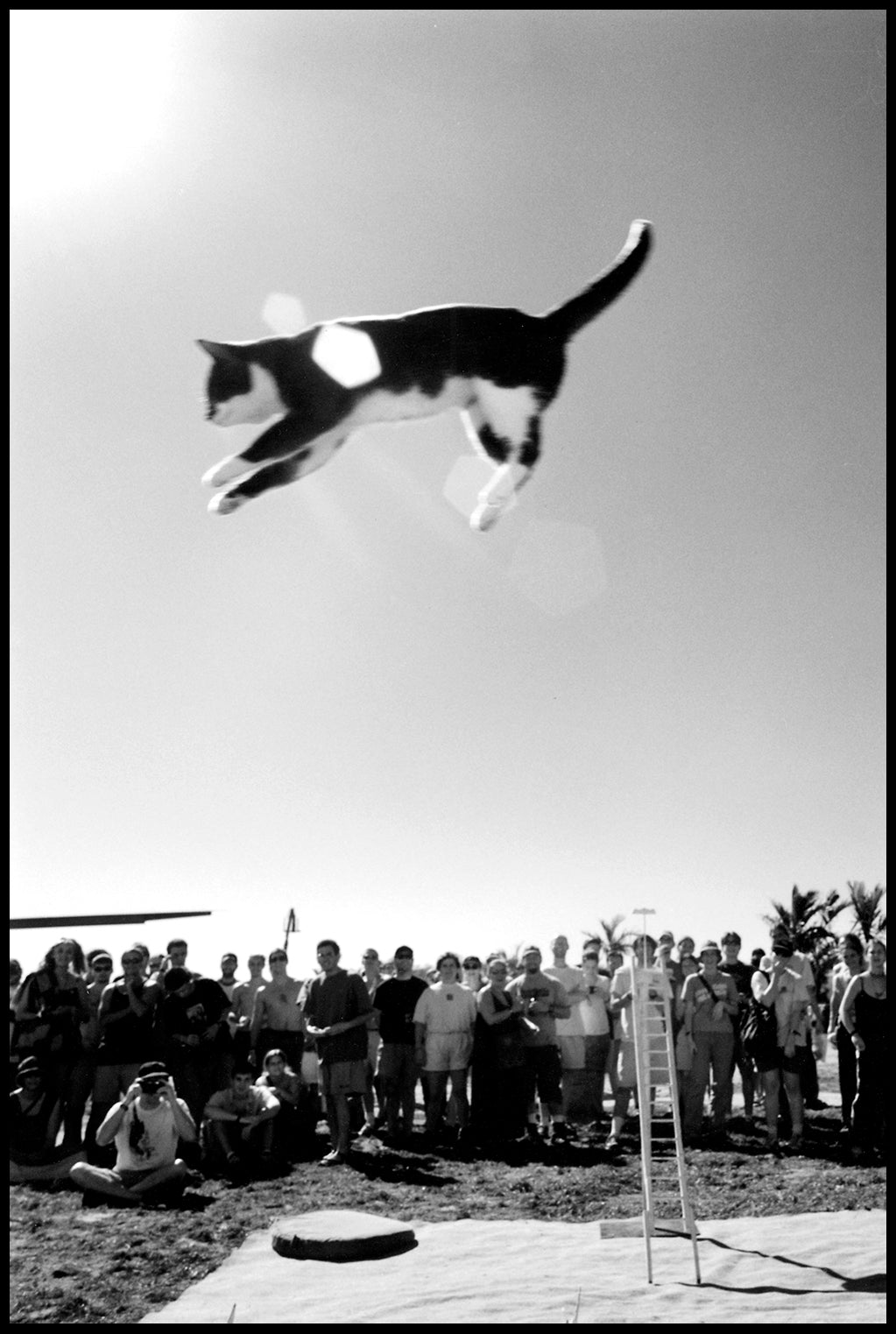 Flying Cat (2000)