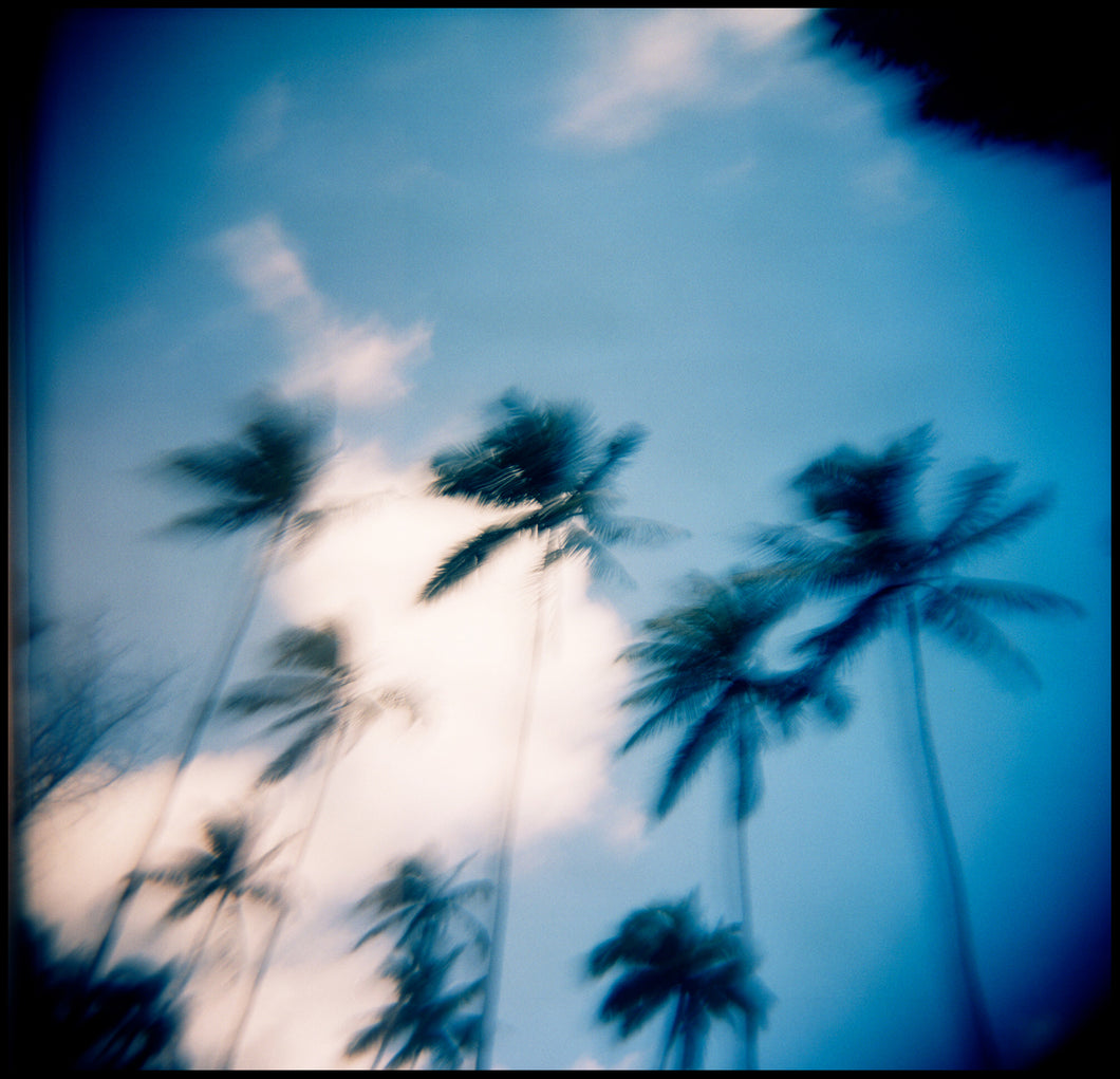 Palm Trees (Oahu, 2011)