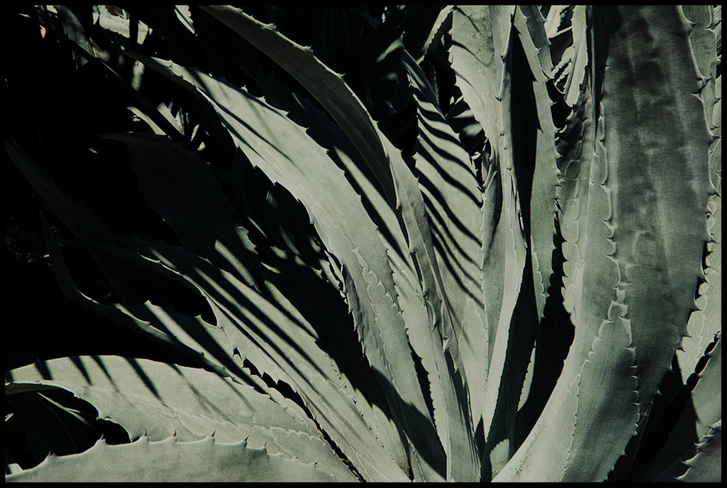 Desert Plant Light Study (2011)