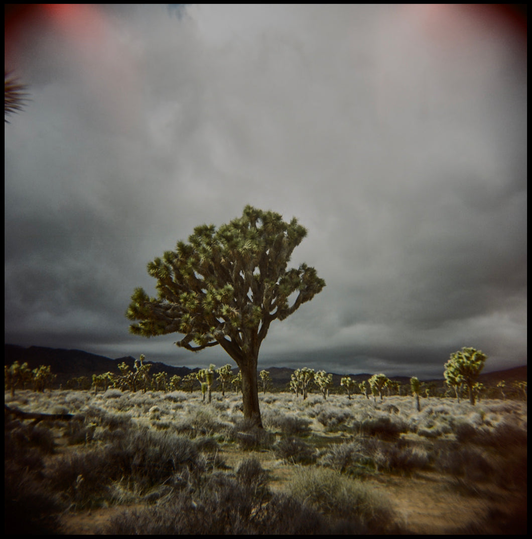 Holga (Joshua Tree, 2019)