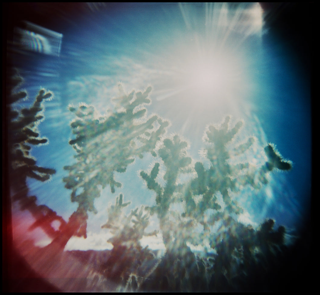 Holga Cactus Flare (2019)