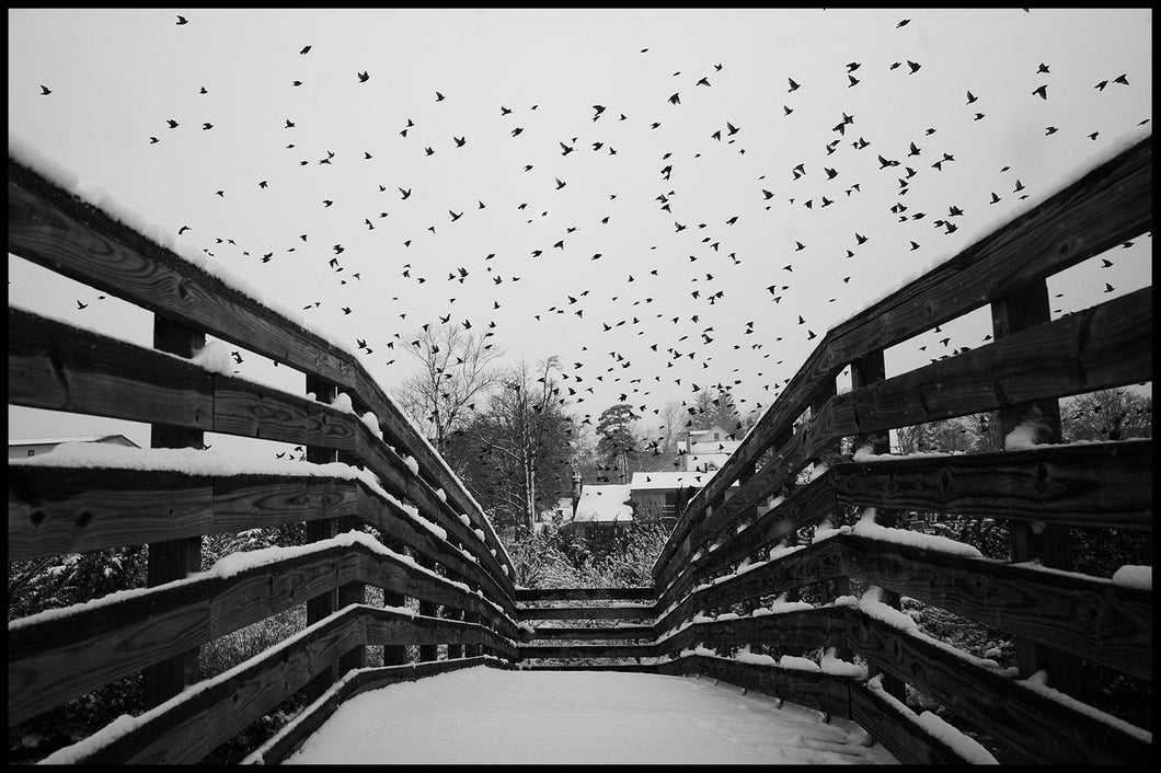 Black Bird Bridge (New Jersey, 2024)